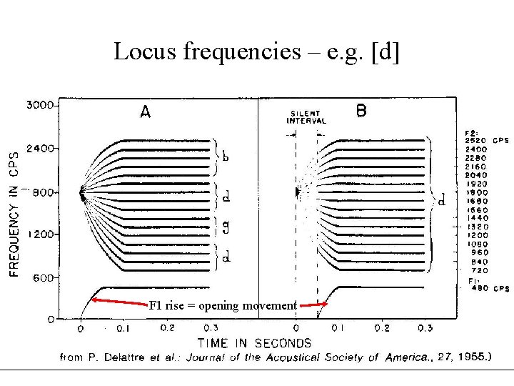 Locus frequencies – e. g. [d] F 1 rise = opening movement 