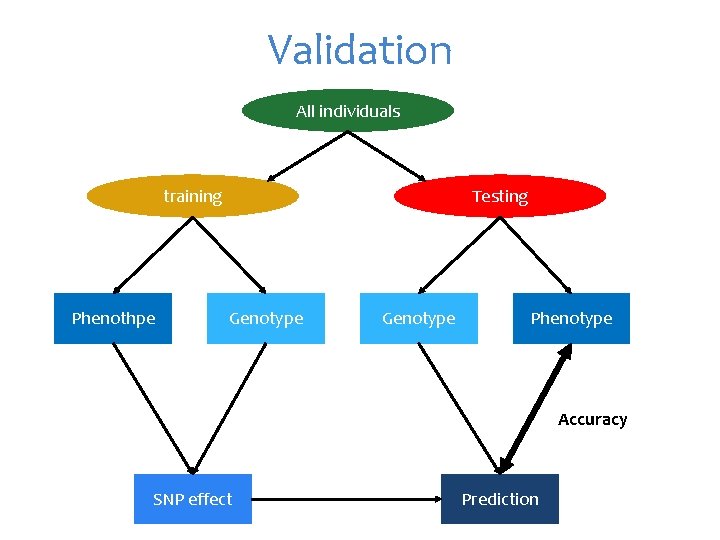 Validation All individuals training Phenothpe Testing Genotype Phenotype Accuracy SNP effect Prediction 