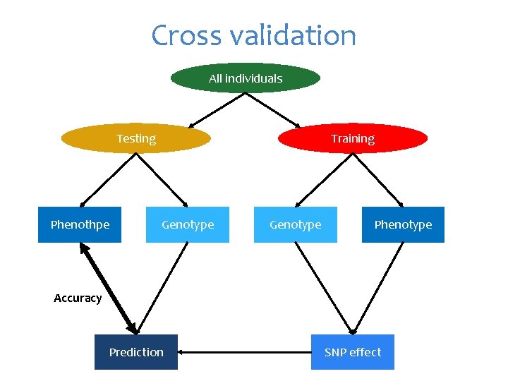 Cross validation All individuals Testing Phenothpe Training Genotype Phenotype Accuracy Prediction SNP effect 