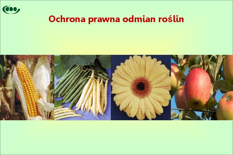 Ochrona prawna odmian roślin 