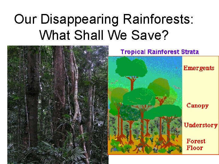 Our Disappearing Rainforests: What Shall We Save? 