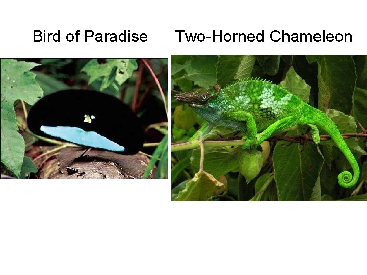 Bird of Paradise Two-Horned Chameleon 