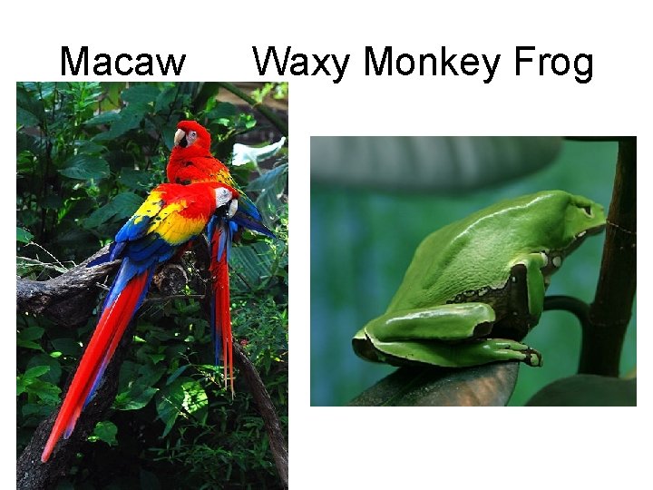 Macaw Waxy Monkey Frog 