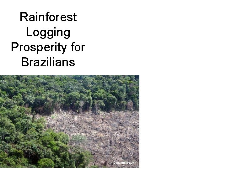 Rainforest Logging Prosperity for Brazilians 