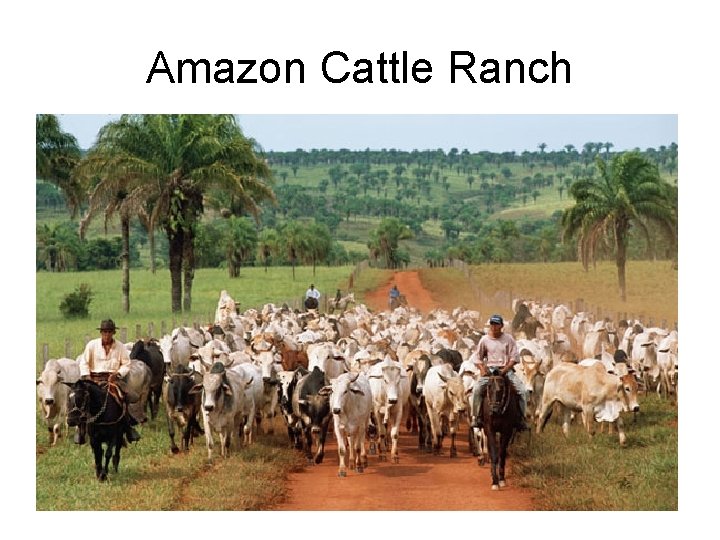 Amazon Cattle Ranch 
