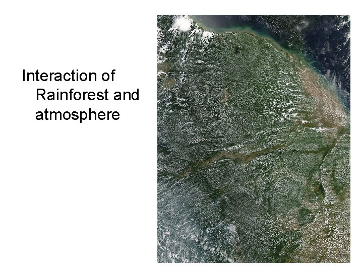 Interaction of Rainforest and atmosphere 