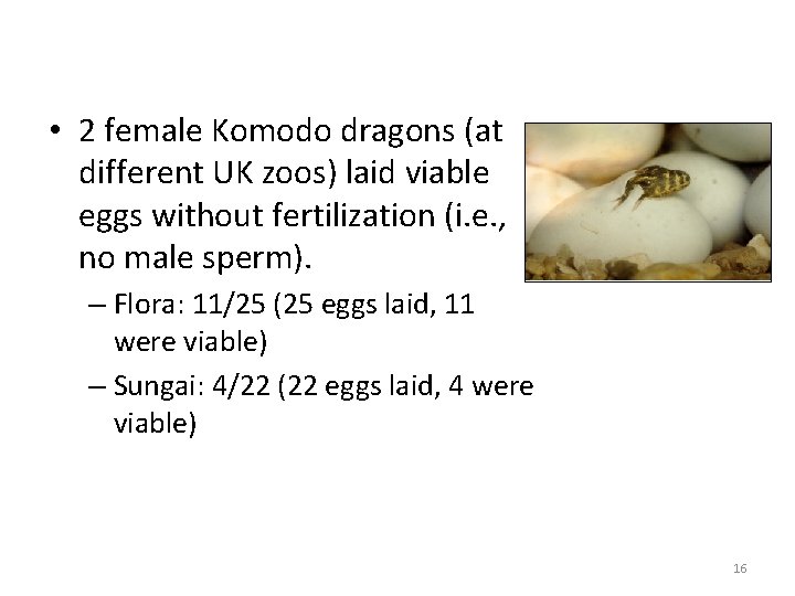  • 2 female Komodo dragons (at different UK zoos) laid viable eggs without