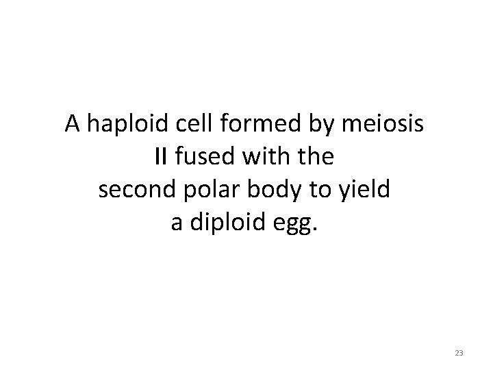 A haploid cell formed by meiosis II fused with the second polar body to