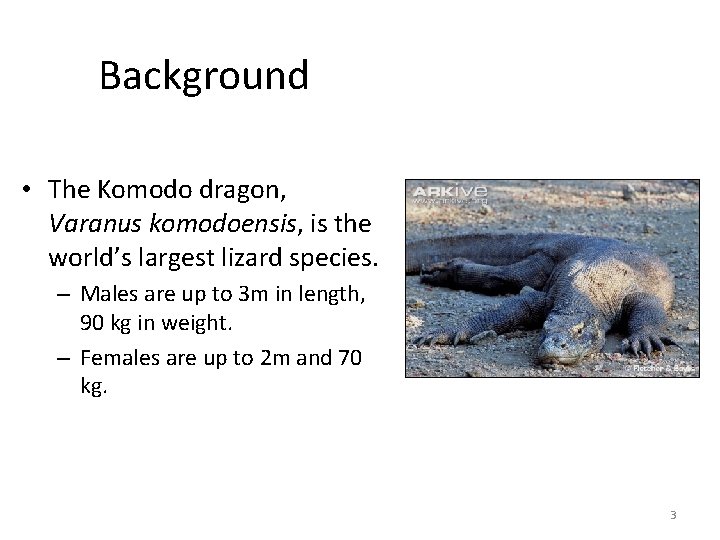 Background • The Komodo dragon, Varanus komodoensis, is the world’s largest lizard species. –
