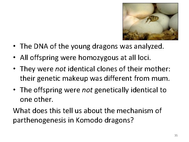  • The DNA of the young dragons was analyzed. • All offspring were