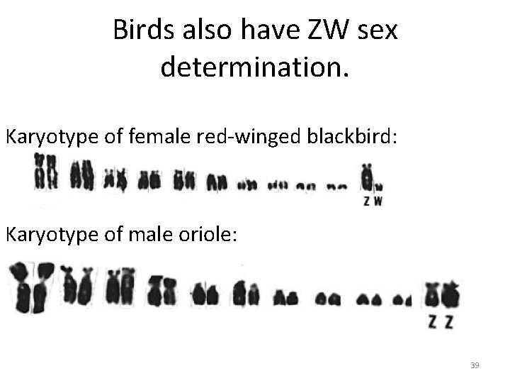 Birds also have ZW sex determination. Karyotype of female red-winged blackbird: Karyotype of male