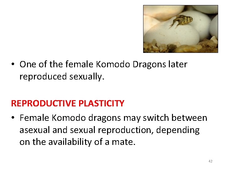  • One of the female Komodo Dragons later reproduced sexually. REPRODUCTIVE PLASTICITY •