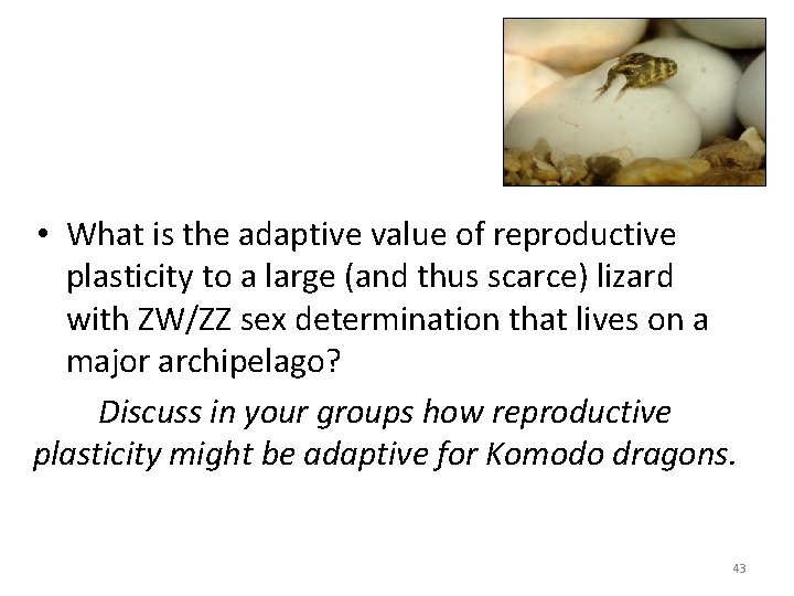  • What is the adaptive value of reproductive plasticity to a large (and
