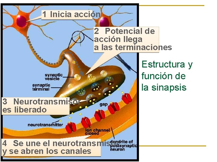 1 Inicia acción 2 Potencial de acción llega a las terminaciones Estructura y función