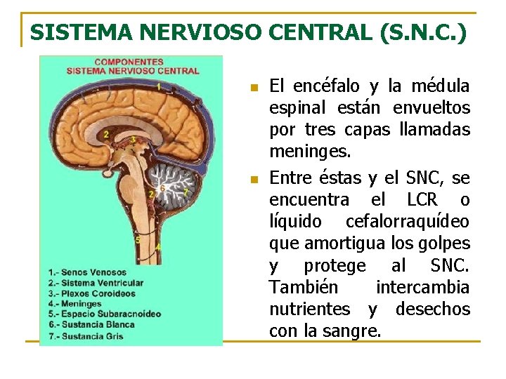 SISTEMA NERVIOSO CENTRAL (S. N. C. ) n n El encéfalo y la médula