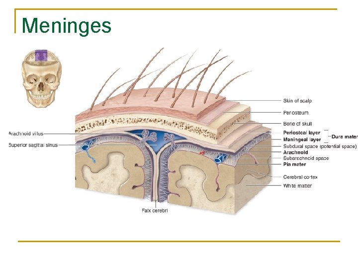 Meninges 