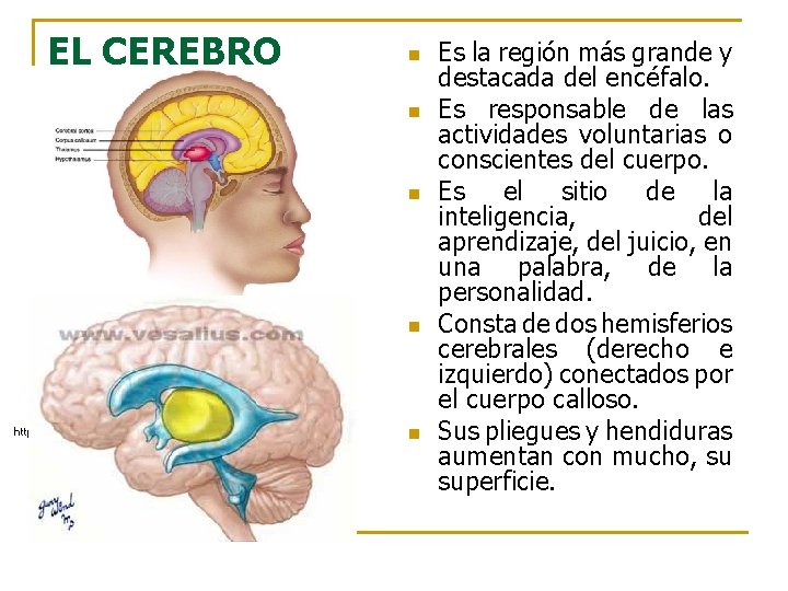 EL CEREBRO n n http: //www. mhhe. com/socscience/intro/ibank/0013 lll. jpg n Es la región