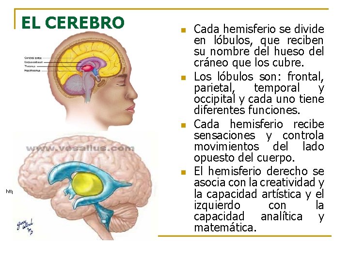 EL CEREBRO n n http: //www. mhhe. com/socscience/intro/ibank/0013 lll. jpg Cada hemisferio se divide