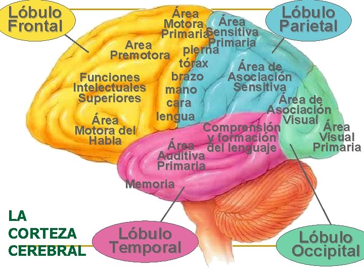 Lóbulo Frontal Área Lóbulo Motora Área Parietal Primaria. Sensitiva Primaria Area Premotora pierna tórax