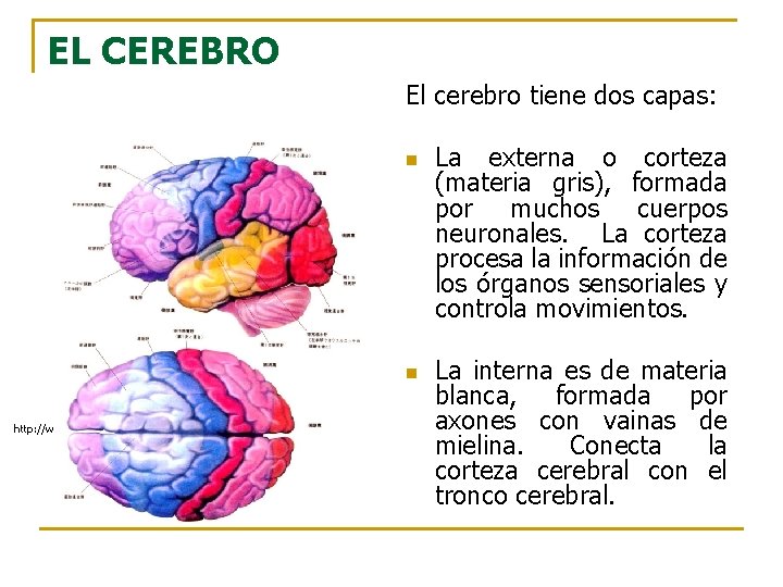 EL CEREBRO El cerebro tiene dos capas: n n http: //www. mhhe. com/socscience/intro/ibank/0013 lll.