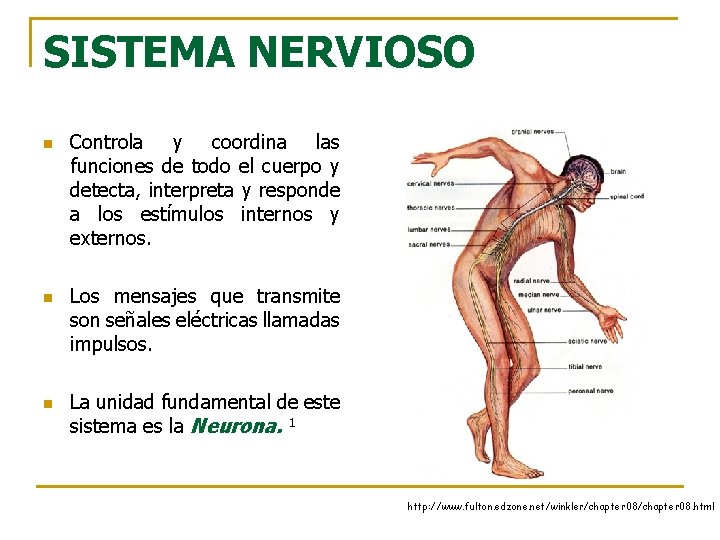 SISTEMA NERVIOSO n n n Controla y coordina las funciones de todo el cuerpo