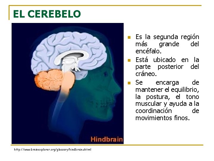 EL CEREBELO n n n http: //www. brainexplorer. org/glossary/hindbrain. shtml Es la segunda región