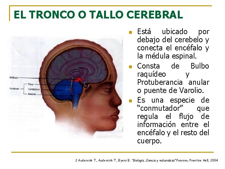 EL TRONCO O TALLO CEREBRAL n n n Está ubicado por debajo del cerebelo