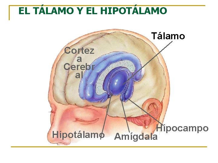 EL TÁLAMO Y EL HIPOTÁLAMO Tálamo Cortez a Cerebr al Hipocampo Hipotálamo Amígdala 