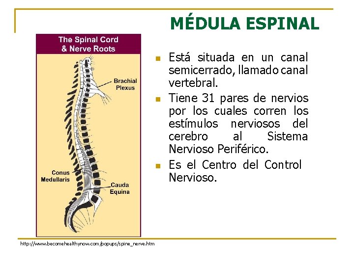 MÉDULA ESPINAL n n n http: //www. becomehealthynow. com/popups/spine_nerve. htm Está situada en un