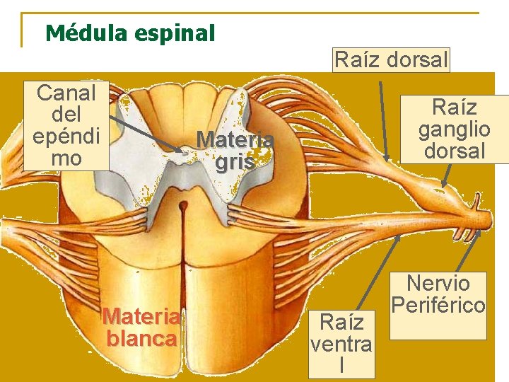 Médula espinal Raíz dorsal Canal del epéndi mo Raíz ganglio dorsal Materia gris Materia