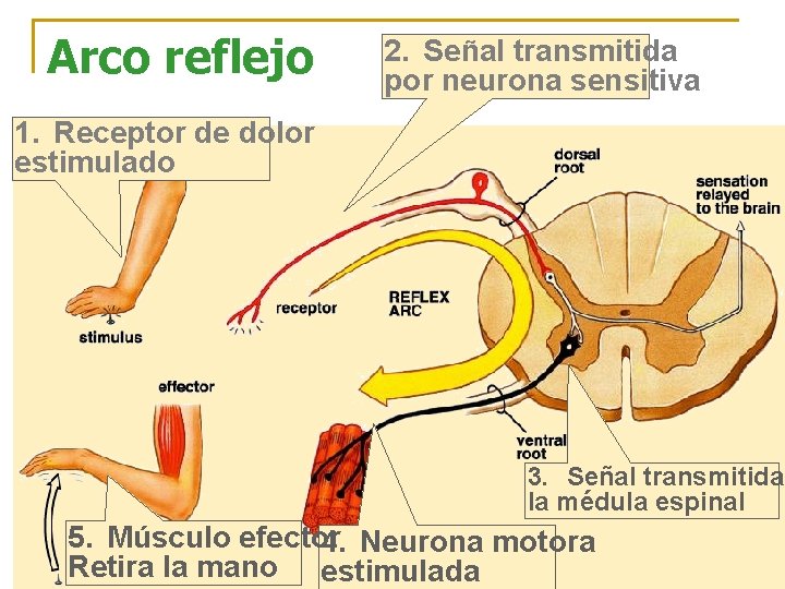 Arco reflejo 2. Señal transmitida por neurona sensitiva 1. Receptor de dolor estimulado 3.