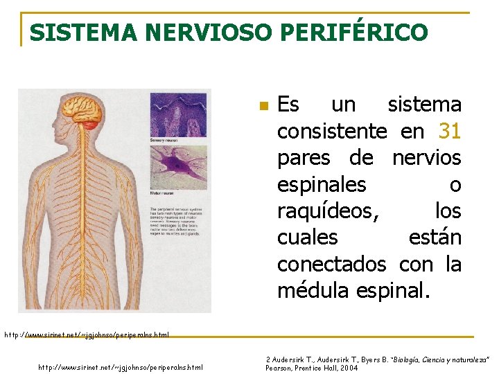 SISTEMA NERVIOSO PERIFÉRICO n Es un sistema consistente en 31 pares de nervios espinales