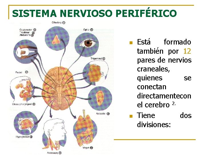 SISTEMA NERVIOSO PERIFÉRICO n n Está formado también por 12 pares de nervios craneales,