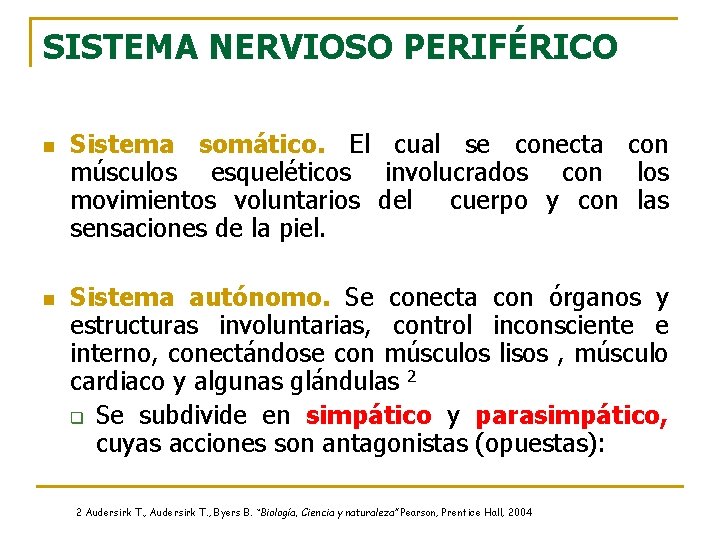 SISTEMA NERVIOSO PERIFÉRICO n n Sistema somático. El cual se conecta con músculos esqueléticos