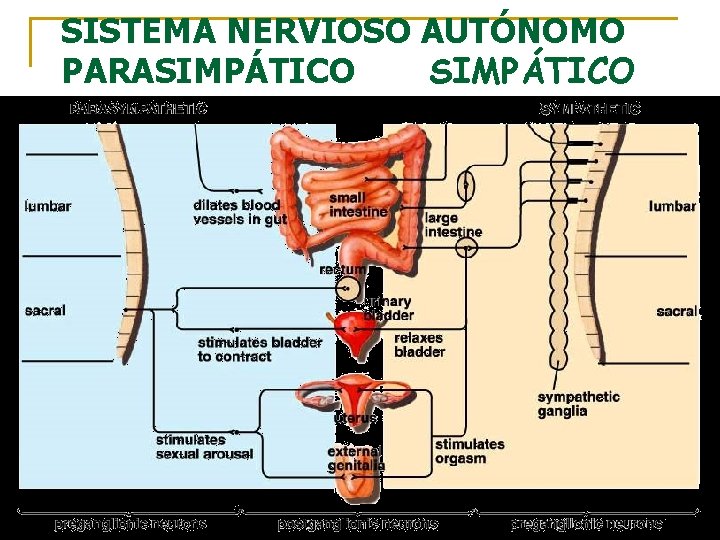 SISTEMA NERVIOSO AUTÓNOMO PARASIMPÁTICO 