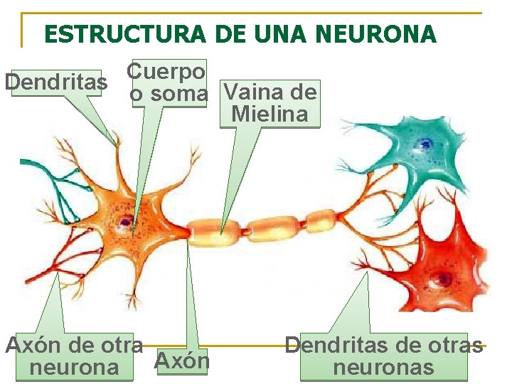 ESTRUCTURA DE UNA NEURONA Cuerpo Dendritas o soma Vaina de Mielina Axón de otra