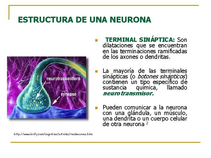 ESTRUCTURA DE UNA NEURONA n n TERMINAL SINÁPTICA: Son dilataciones que se encuentran en