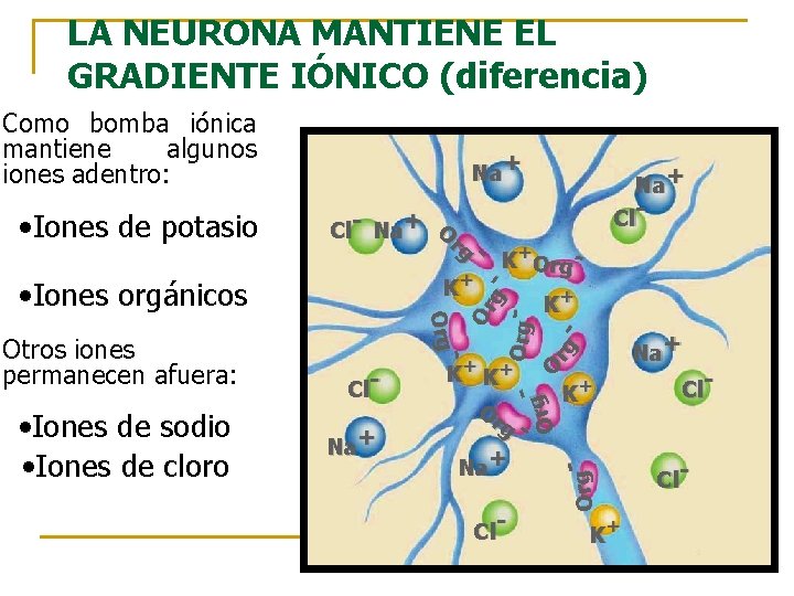 LA NEURONA MANTIENE EL GRADIENTE IÓNICO (diferencia) Como bomba iónica mantiene algunos iones adentro: