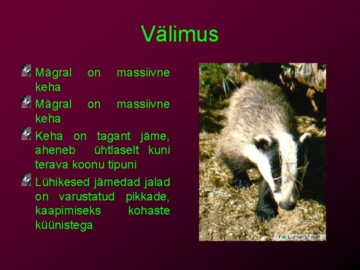 Välimus Mägral on massiivne keha Keha on tagant jäme, aheneb ühtlaselt kuni terava koonu