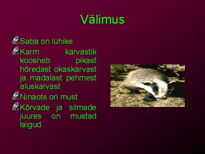 Välimus Saba on lühike Karm karvastik koosneb pikast hõredast okaskarvast ja madalast pehmest aluskarvast