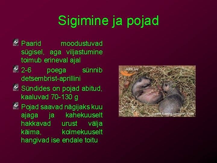 Sigimine ja pojad Paarid moodustuvad sügisel, aga viljastumine toimub erineval ajal 2 -6 poega