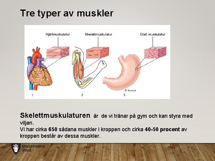 Tre typer av muskler Skelettmuskulaturen är de vi tränar på gym och kan styra