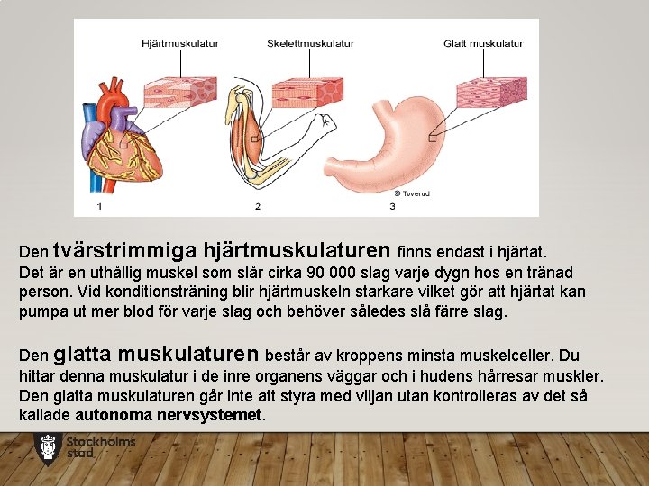 Den tvärstrimmiga hjärtmuskulaturen finns endast i hjärtat. Det är en uthållig muskel som slår