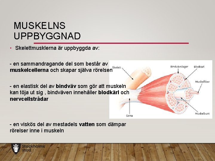 MUSKELNS UPPBYGGNAD • Skelettmusklerna är uppbyggda av: - en sammandragande del som består av