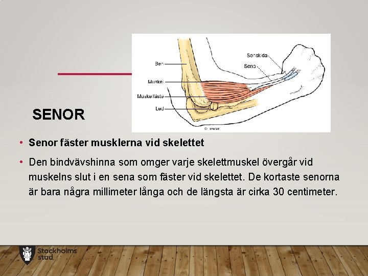 SENOR • Senor fäster musklerna vid skelettet • Den bindvävshinna som omger varje skelettmuskel