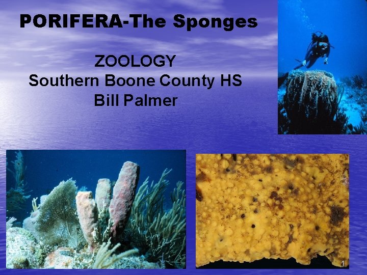 PORIFERA-The Sponges ZOOLOGY Southern Boone County HS Bill Palmer 1 