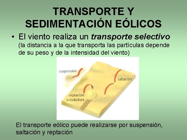 TRANSPORTE Y SEDIMENTACIÓN EÓLICOS • El viento realiza un transporte selectivo (la distancia a TRANSPORTE Y SEDIMENTACIÓN EÓLICOS • El viento realiza un transporte selectivo (la distancia a
