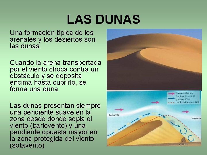 LAS DUNAS Una formación típica de los arenales y los desiertos son las dunas. LAS DUNAS Una formación típica de los arenales y los desiertos son las dunas.