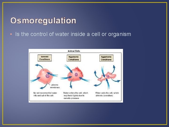 Osmoregulation • Is the control of water inside a cell or organism 