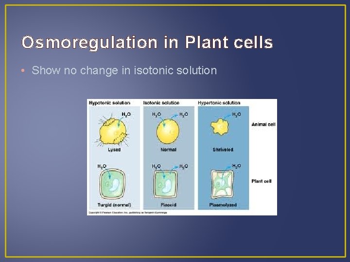 Osmoregulation in Plant cells • Show no change in isotonic solution 